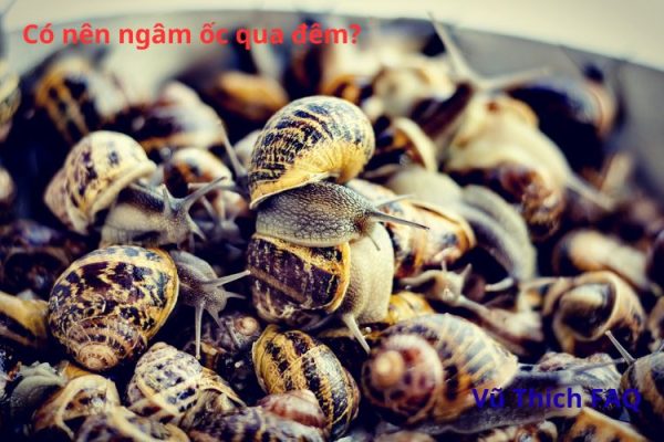 Có nên ngâm ốc qua đêm không? Ngâm với muối hay ớt?