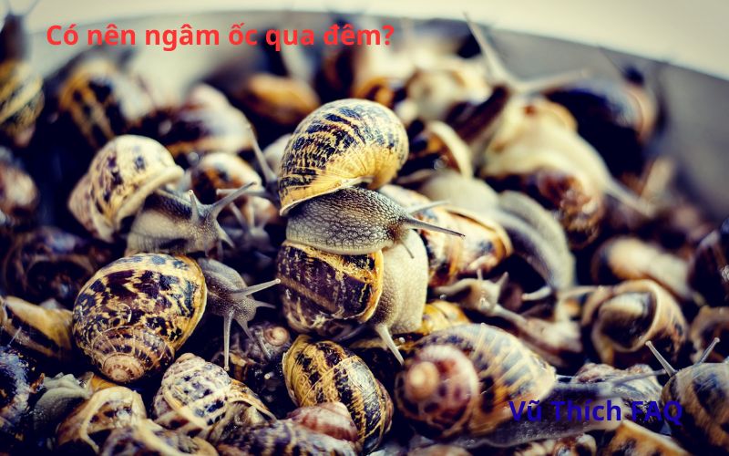 Có nên ngâm ốc qua đêm không? Ngâm với muối hay ớt?