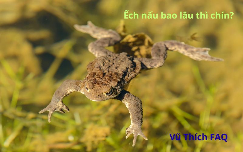 Ếch nấu bao lâu thì chín? Có cần lột da không?