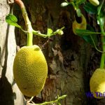 Hạt mít luộc bao lâu thì chín? có cần cho thêm gì không?