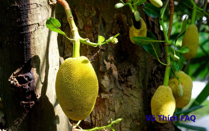 Hạt mít luộc bao lâu thì chín? có cần cho thêm gì không?