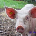 Luộc tim heo bao lâu thì chín? Chấm ăn với gì thì ngon?