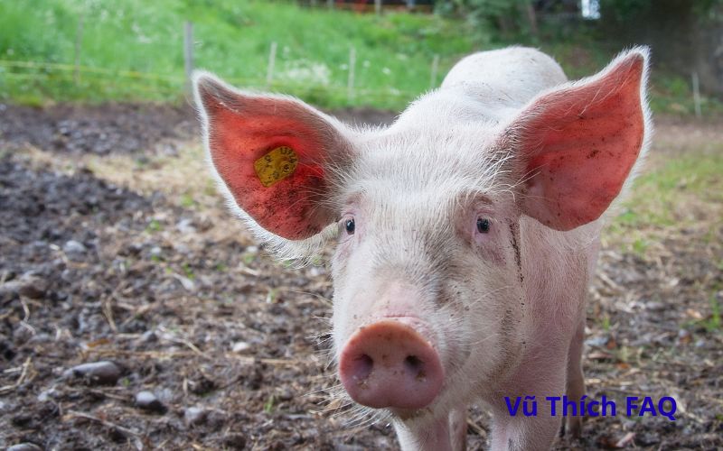 Luộc tim heo bao lâu thì chín? Chấm ăn với gì thì ngon?