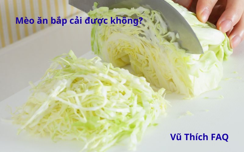 Mèo ăn bắp cải luộc được không? Ăn mấy lần mỗi tuần?