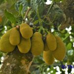 Mít đóng cọc bao lâu thì chín? Cách nhận biết thế nào?