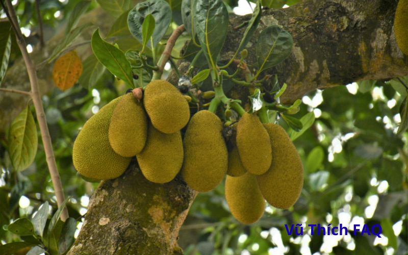 Mít đóng cọc bao lâu thì chín? Cách nhận biết thế nào?