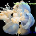 Làm nộm sứa cần những nguyên liệu gì? Chấm với gì ngon nhất?