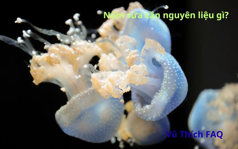 Làm nộm sứa cần những nguyên liệu gì? Chấm với gì ngon nhất?