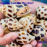 Ốc hương hấp bao lâu là chín? Chấm với gì ngon nhất?