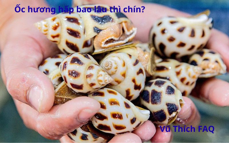Ốc hương hấp bao lâu là chín? Chấm với gì ngon nhất?