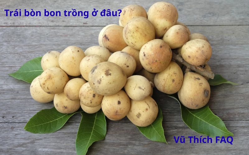 Trái bòn bon trồng nhiều ở đâu? chín vào tháng mấy?