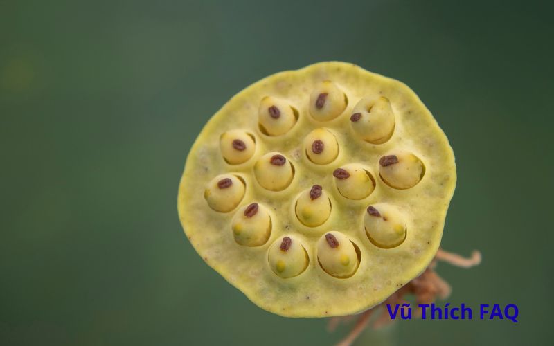 Hạt sen tươi c&oacute; cần ng&acirc;m kh&ocirc;ng? Ng&acirc;m nước n&oacute;ng hay lạnh?