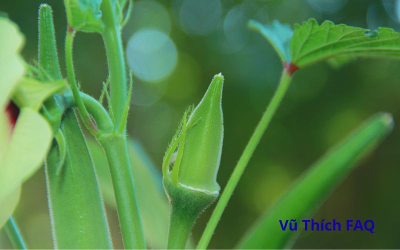 Luộc đậu bắp bao l&acirc;u th&igrave; ch&iacute;n? Chấm ăn với g&igrave; ngon nhất?