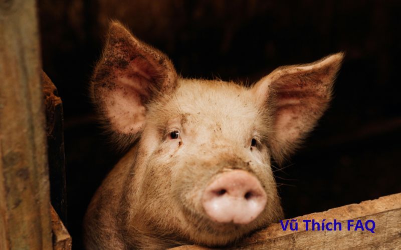 Luộc tim heo bao lâu thì chín? Chấm ăn với gì thì ngon?